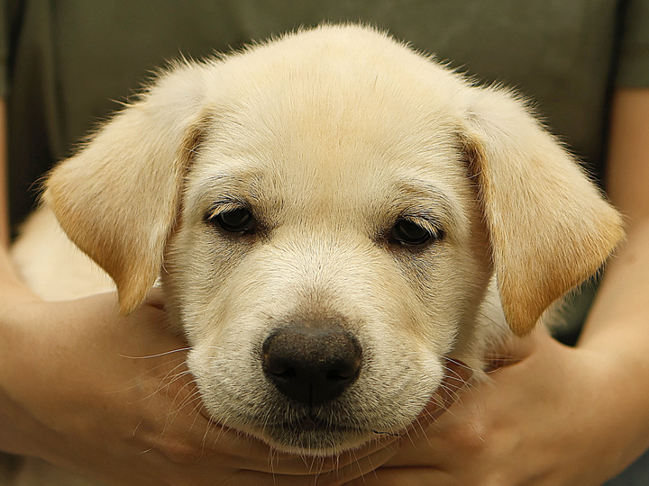 chinook puppy